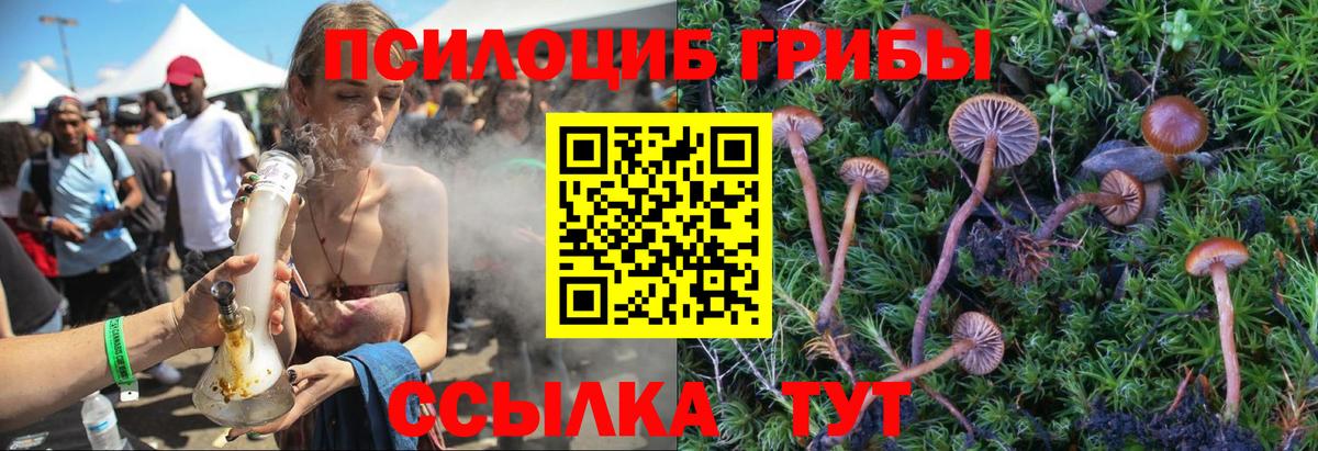 Псилоцибиновые грибы Psilocybine cubensis Пенза